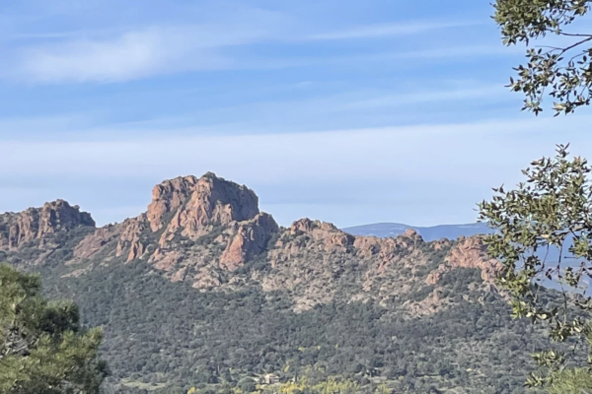Découverte de la flore méditerranéenne - Expérience Côte d'Azur