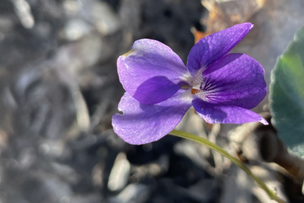 Découverte de la flore méditerranéenne - Expérience Côte d'Azur