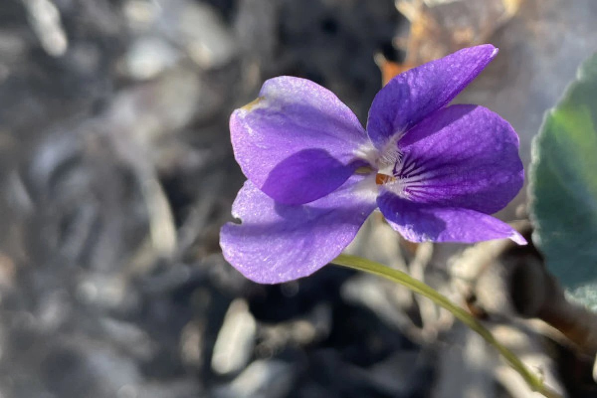 Découverte de la flore méditerranéenne - Expérience Côte d'Azur