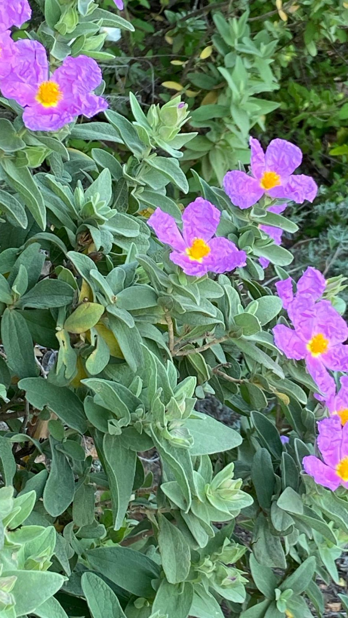 Découverte de la flore méditerranéenne - Expérience Côte d'Azur