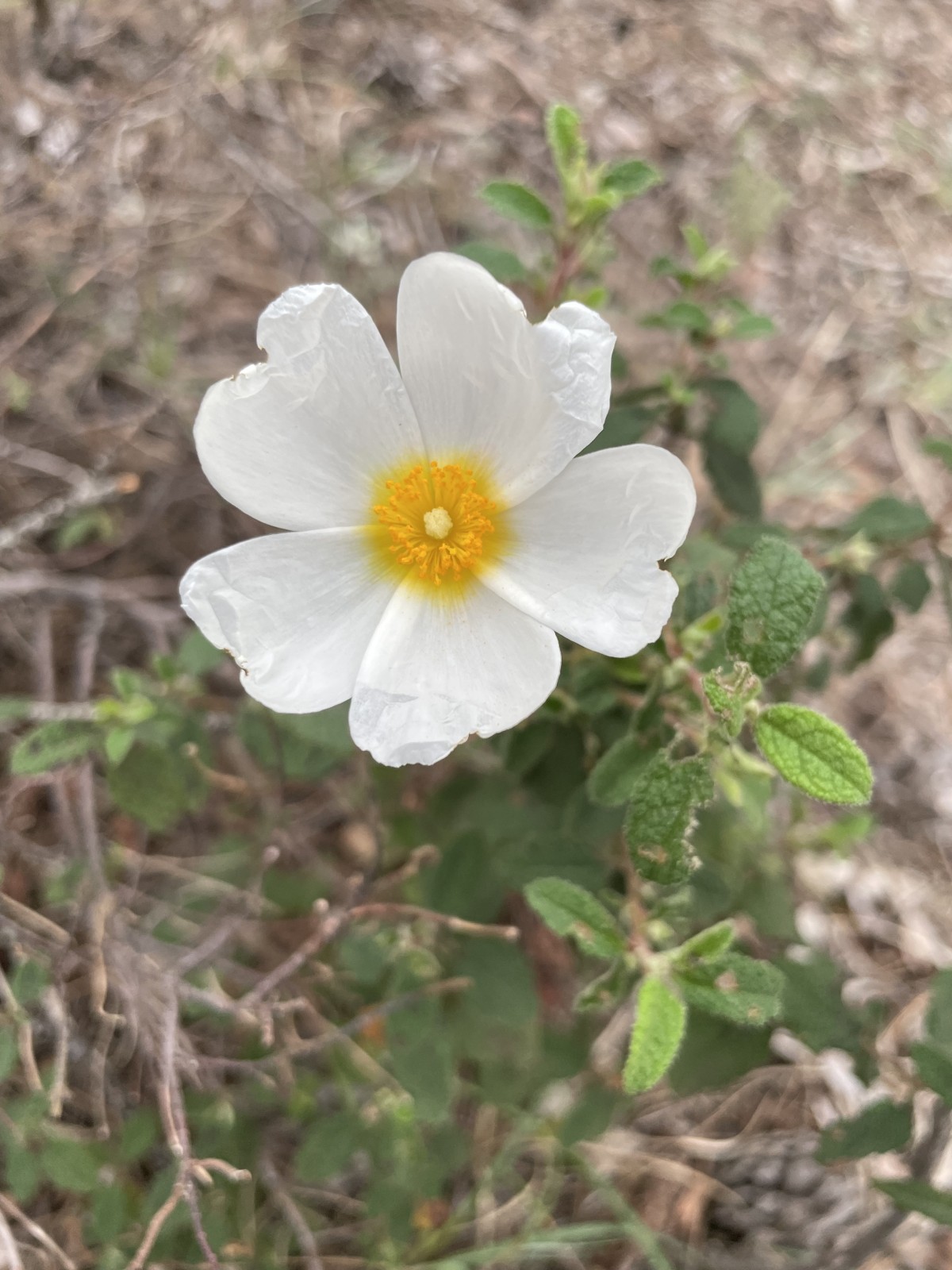 Découverte de la flore méditerranéenne - Expérience Côte d'Azur