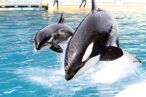 Entrée Marineland Antibes - Prix PROMO - Expérience Côte d'Azur