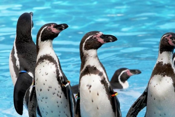 Entrée Marineland Antibes - Prix PROMO - Expérience Côte d'Azur