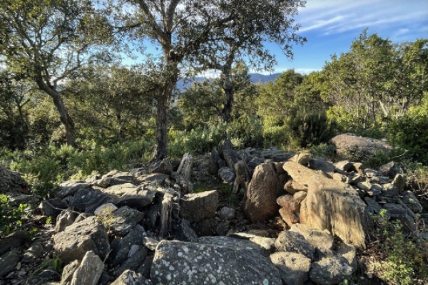 Le mimosa au coeur des Petites Maures - Expérience Côte d'Azur