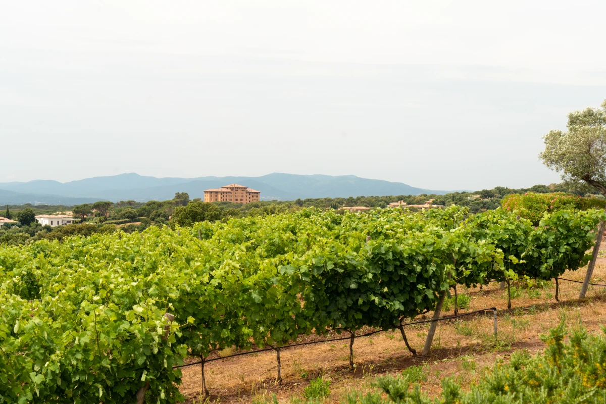 Pause dégustation Cheese & Wine face aux vignes - Spécial EVG/JF - Expérience Côte d'Azur