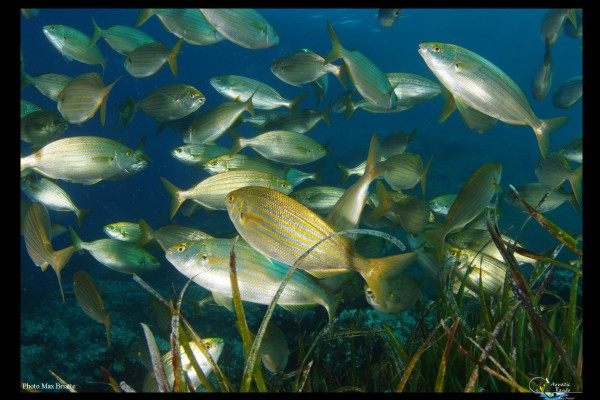 Stage initiation baptême avec 2 à 3 plongées - Port fréjus - Expérience Côte d'Azur