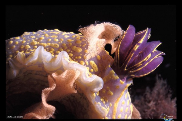 Stage initiation baptême avec 2 à 3 plongées - Port fréjus - Expérience Côte d'Azur