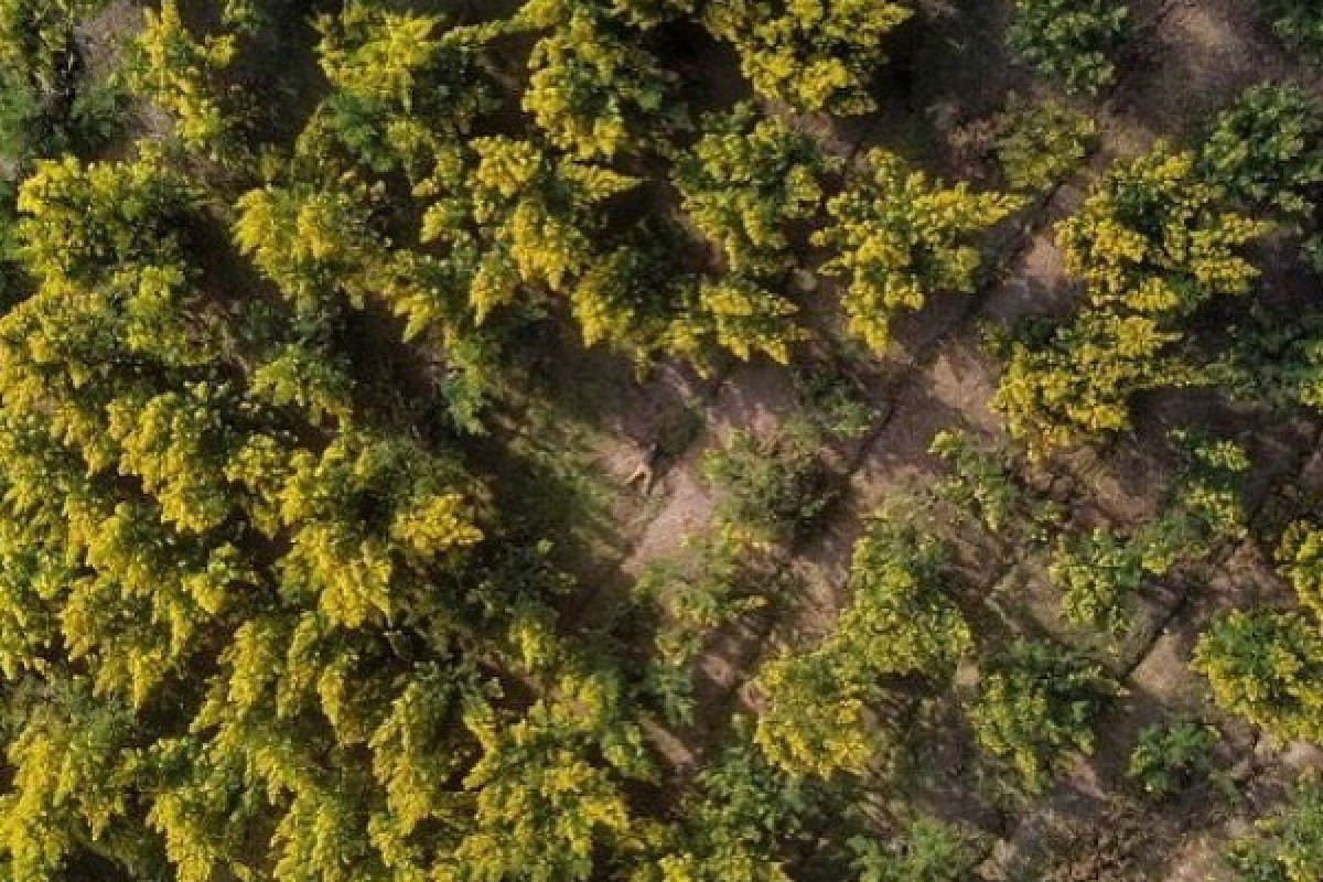 Rando mimosa peguiere - Expérience Côte d'Azur