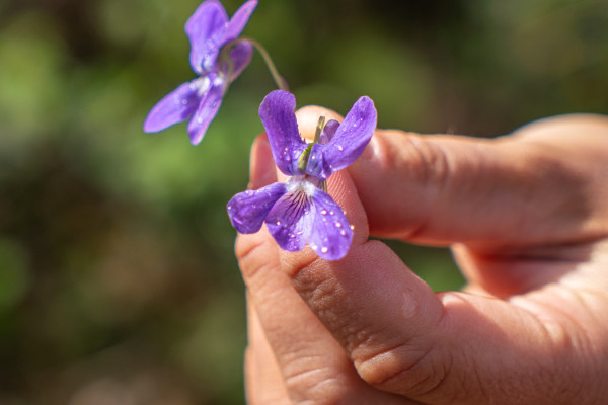 Randonnée découverte de l'Estérel - Les Adrets de l'Estérel - Expérience Côte d'Azur