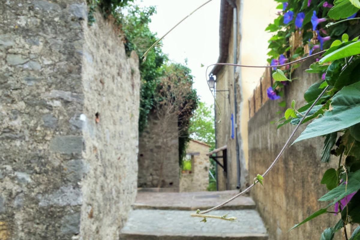 Randonnée découverte et plantes comestibles - Pays de Fayence - Expérience Côte d'Azur