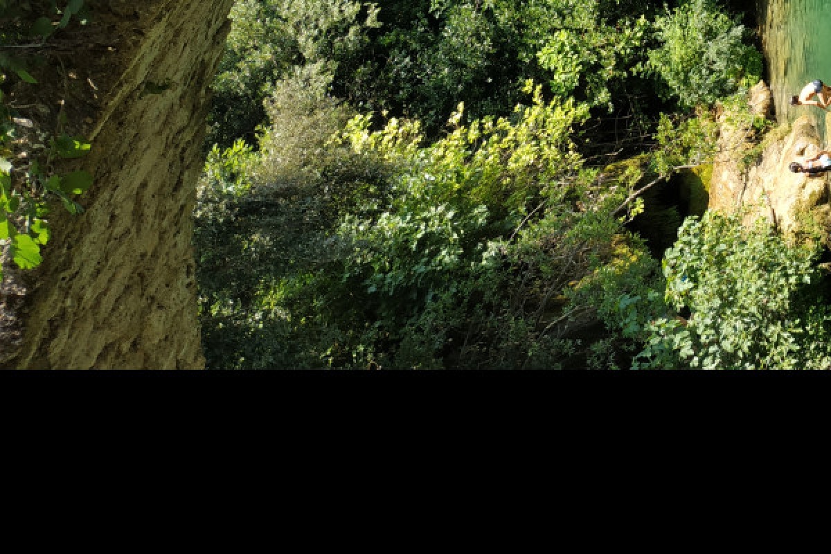 Randonnée découverte et plantes comestibles - Pays de Fayence - Expérience Côte d'Azur