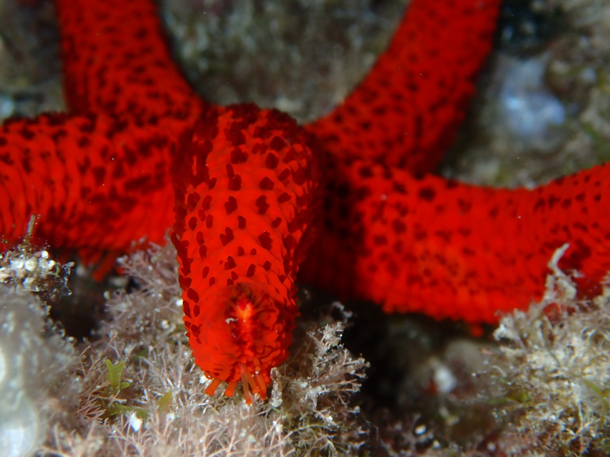 Randonnée palmée "Raconte-moi la mer" - Expérience Côte d'Azur