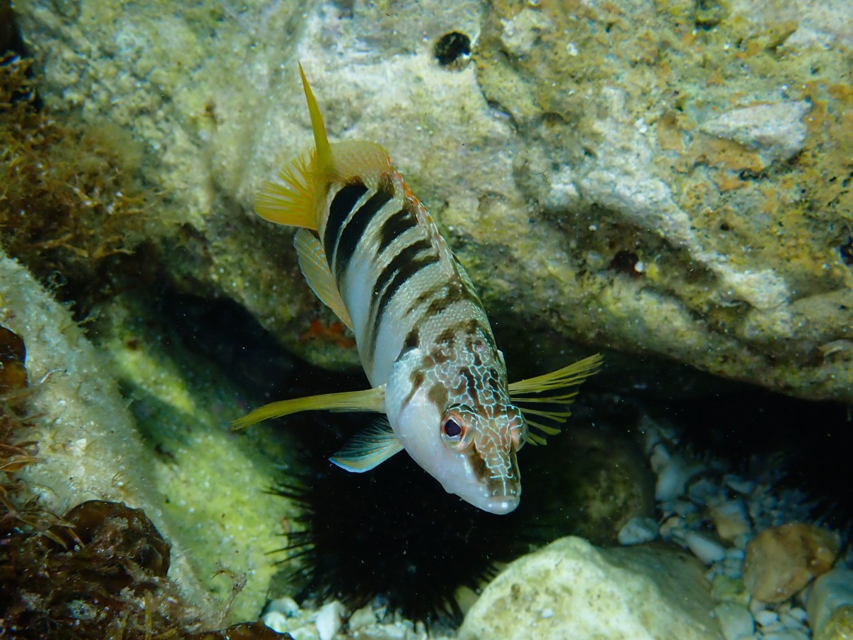Randonnée palmée "Raconte-moi la mer" - Expérience Côte d'Azur