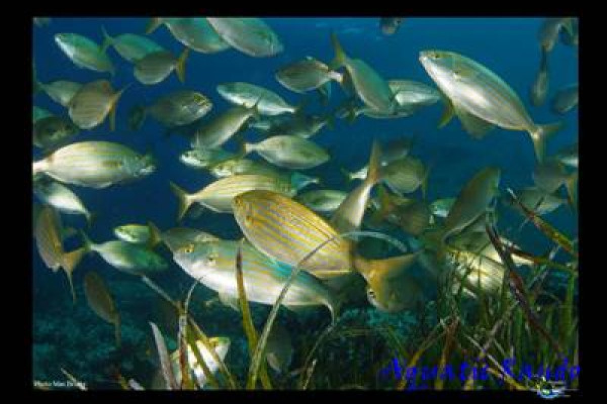 * Randonnée palmée - Expérience Côte d'Azur