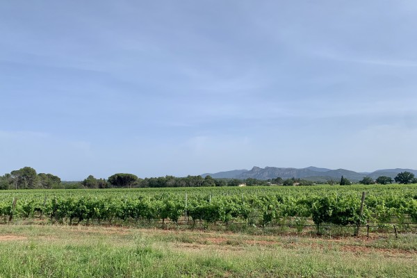 Randonnée en VTT électrique - "Au coeur du vignoble" - Expérience Côte d'Azur