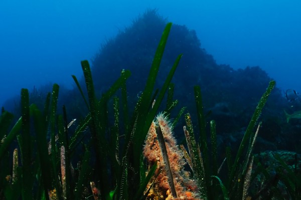 Randonnée palmée à Boulouris - Expérience Côte d'Azur