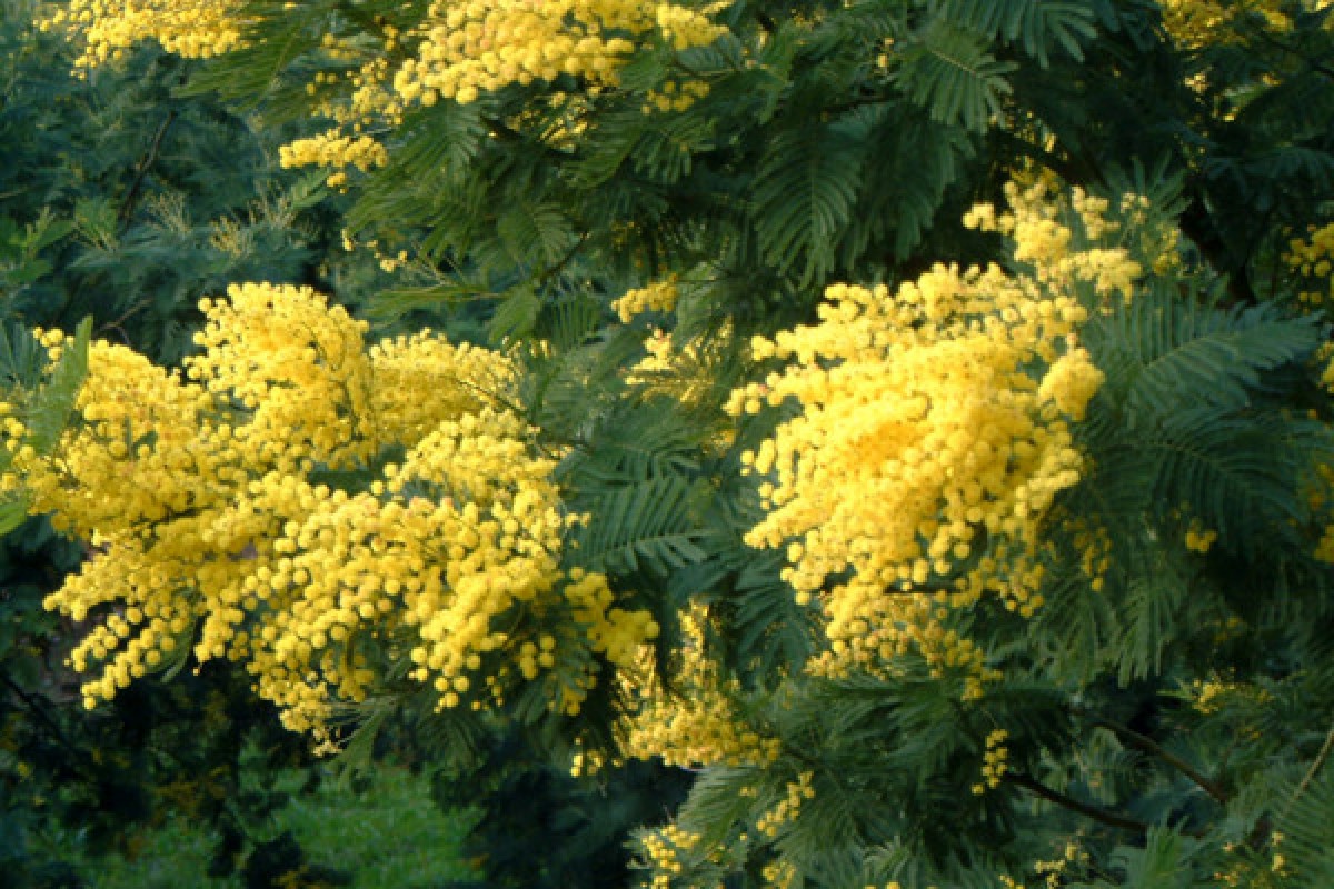 Route du Mimosa - Excursion en autocar - Expérience Côte d'Azur