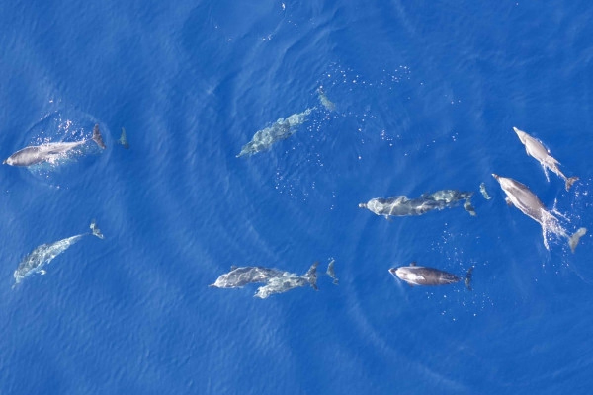 Simone - Dauphins & cétacés - Expérience Côte d'Azur