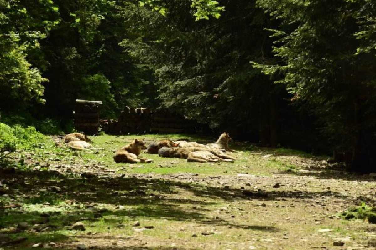Soigneur d'1 jour - Réservation Hiver  - Expérience Côte d'Azur