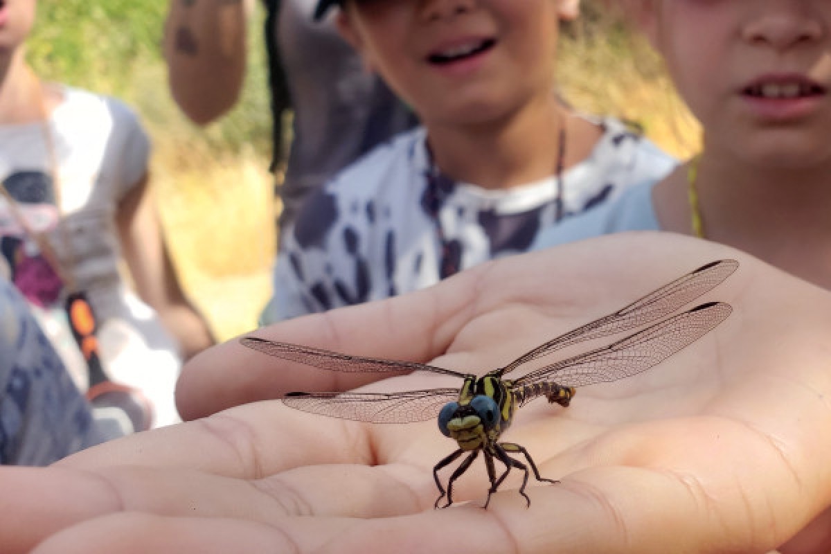 Sortie scolaire nature : Attrap'insectes ! - Expérience Côte d'Azur