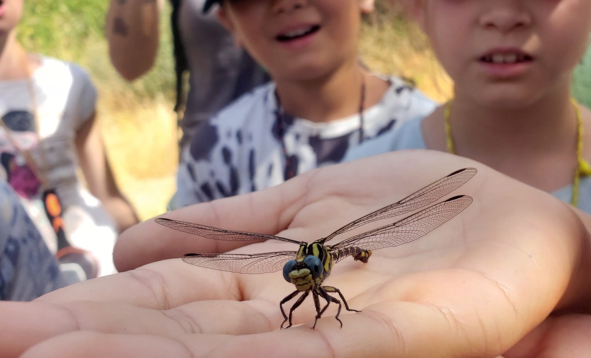 Sortie scolaire nature : Attrap'insectes ! - Expérience Côte d'Azur