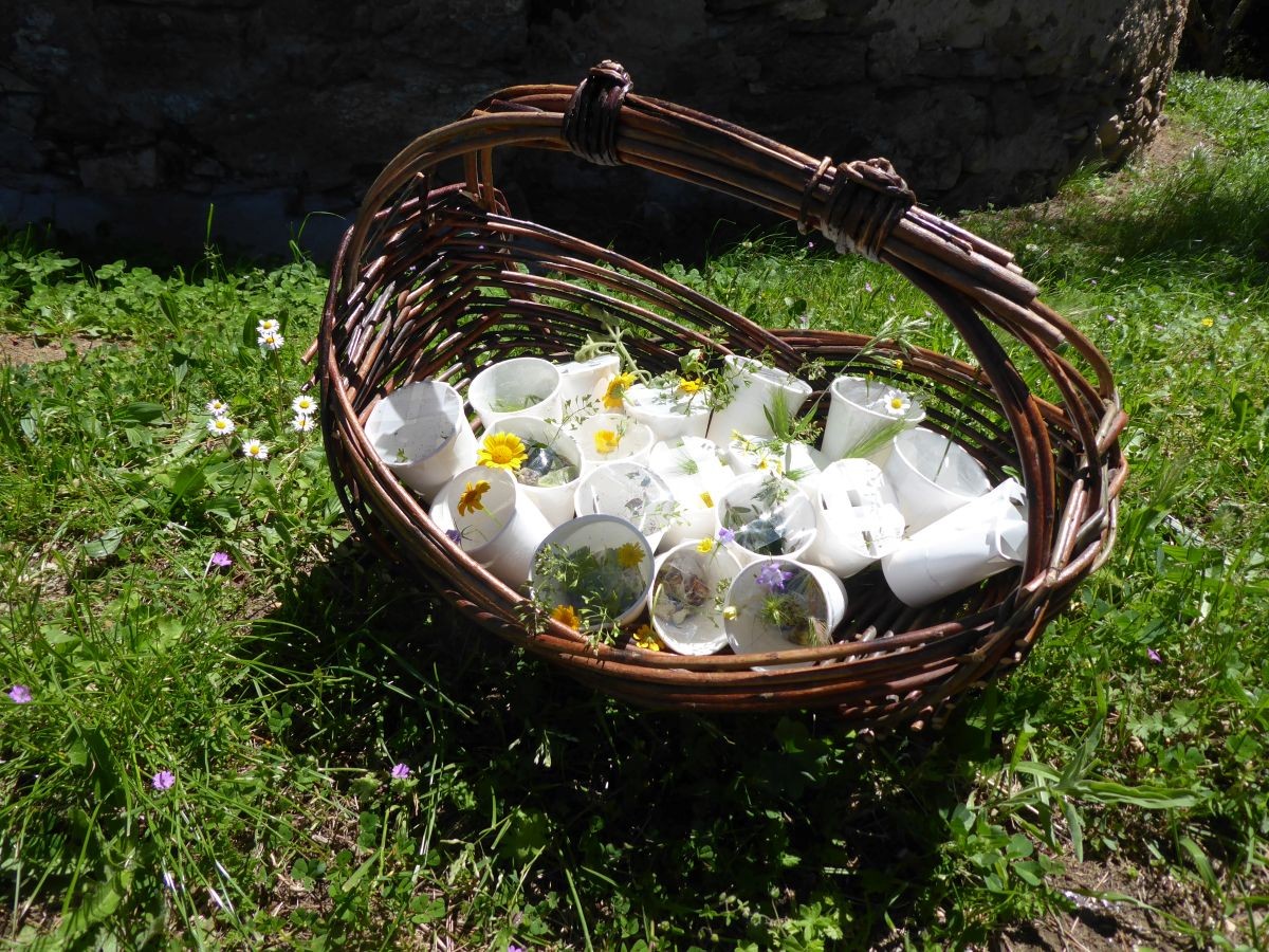 Sortie scolaire nature : Histoire de fleurs ! - Expérience Côte d'Azur