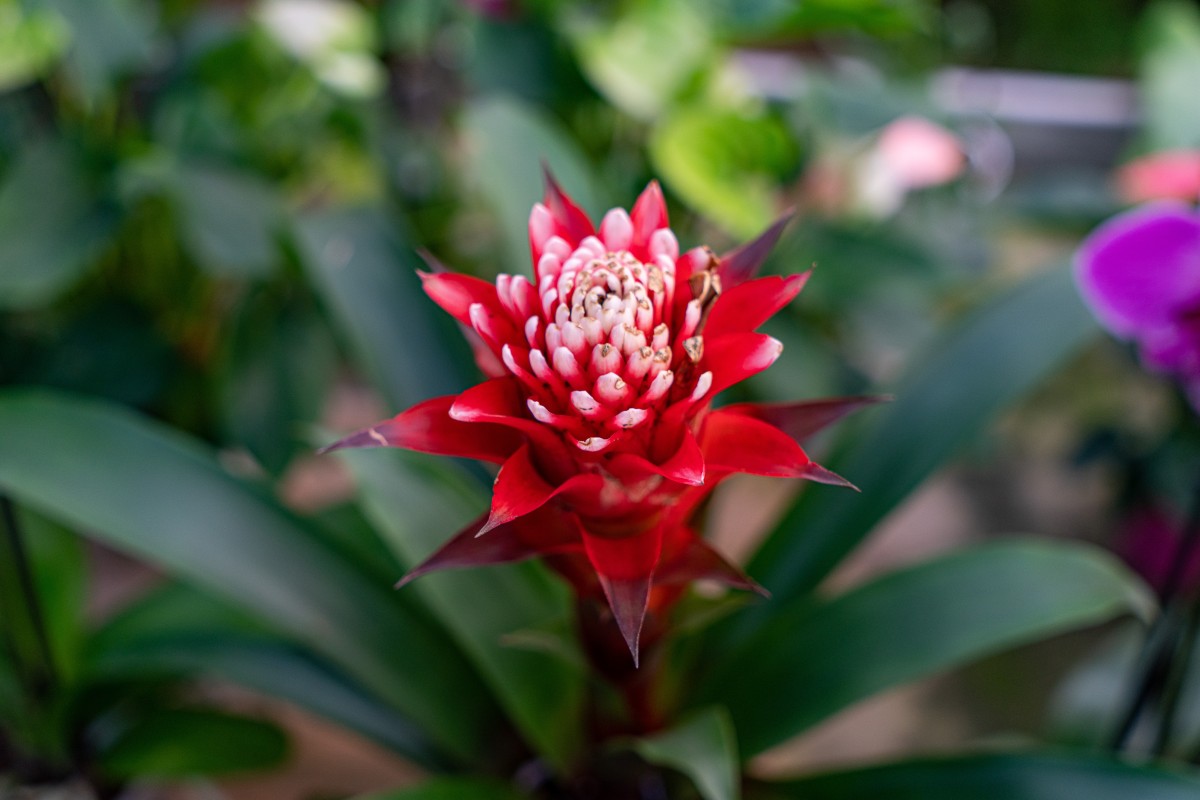 Stage autour des plantes - Orchidées - Expérience Côte d'Azur