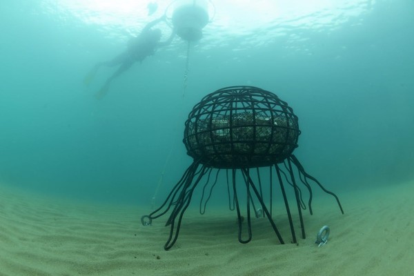 Visite guidée du Sentier du Mérou sous-marin : BIOHUT TRAIL - Expérience Côte d'Azur