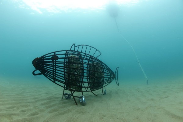Visite guidée du Sentier du Mérou sous-marin : BIOHUT TRAIL - Expérience Côte d'Azur