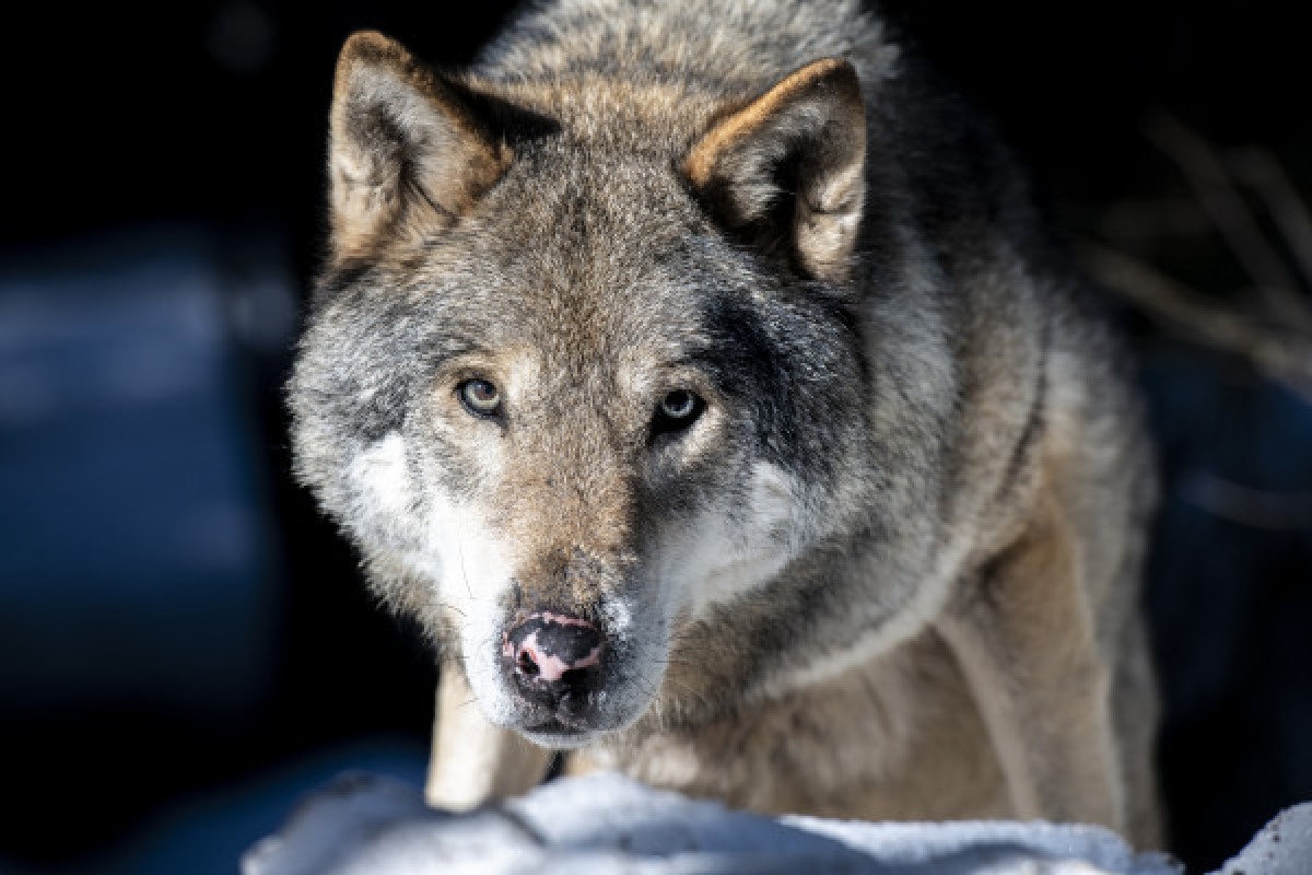 Visite guidée du Parc Alpha - Expérience Côte d'Azur