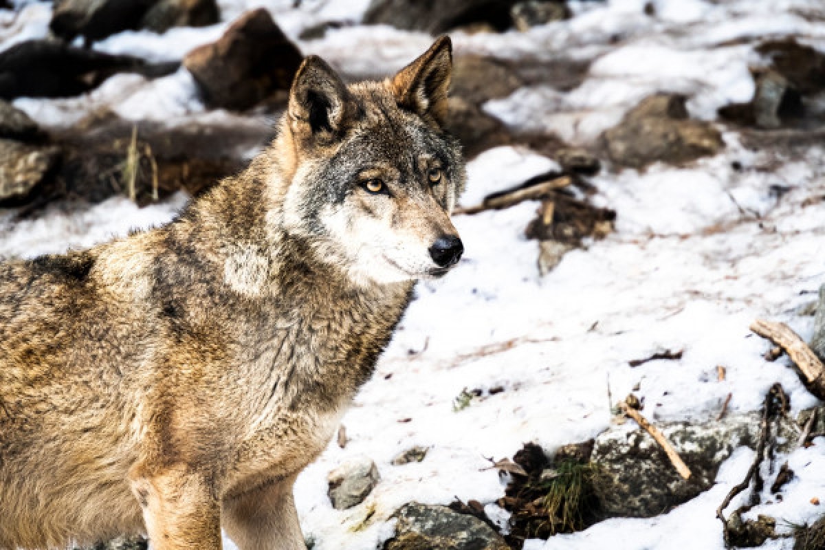 Visite guidée du Parc Alpha - Expérience Côte d'Azur